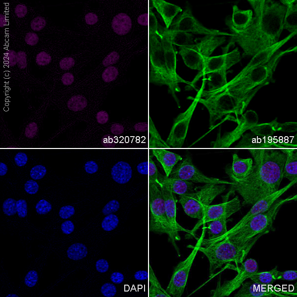 Immunocytochemistry/ Immunofluorescence - Alexa Fluor® 647 Anti-PHC2 antibody [EPR27147-176] - ChIP Grade (AB320782), expandable thumbnail