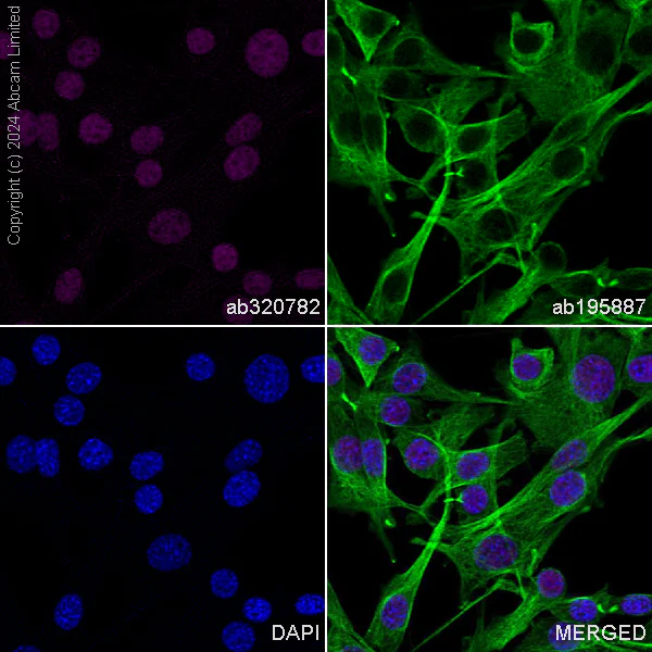 Immunocytochemistry/ Immunofluorescence - Alexa Fluor® 647 Anti-PHC2 antibody [EPR27147-176] - ChIP Grade (AB320782)