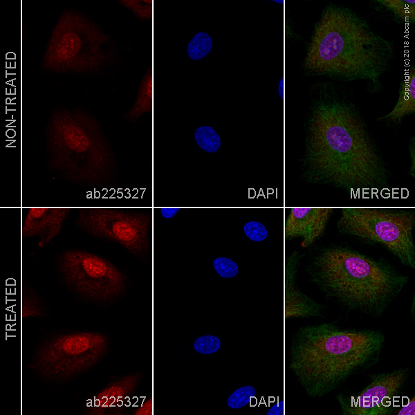 Immunocytochemistry/ Immunofluorescence - Alexa Fluor® 647 Anti-PHD3 antibody [EPR17869] (AB225327)
