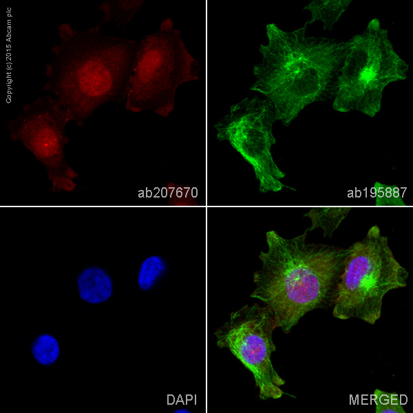 Immunocytochemistry/ Immunofluorescence - Alexa Fluor® 647 Anti-PHLDA1 antibody [EPR6674] (AB207670)