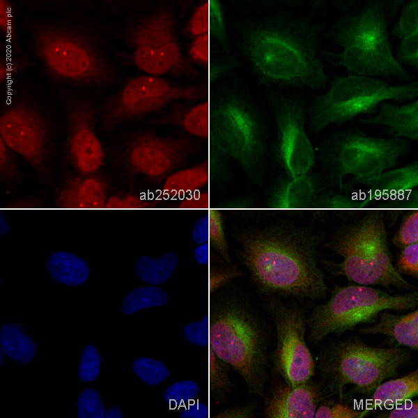 Immunocytochemistry/ Immunofluorescence - Alexa Fluor® 647 Anti-PI 3 Kinase p85 beta antibody [EPR18416] (AB252030)