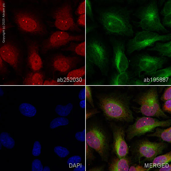 Immunocytochemistry/ Immunofluorescence - Alexa Fluor® 647 Anti-PI 3 Kinase p85 beta antibody [EPR18416] (AB252030)