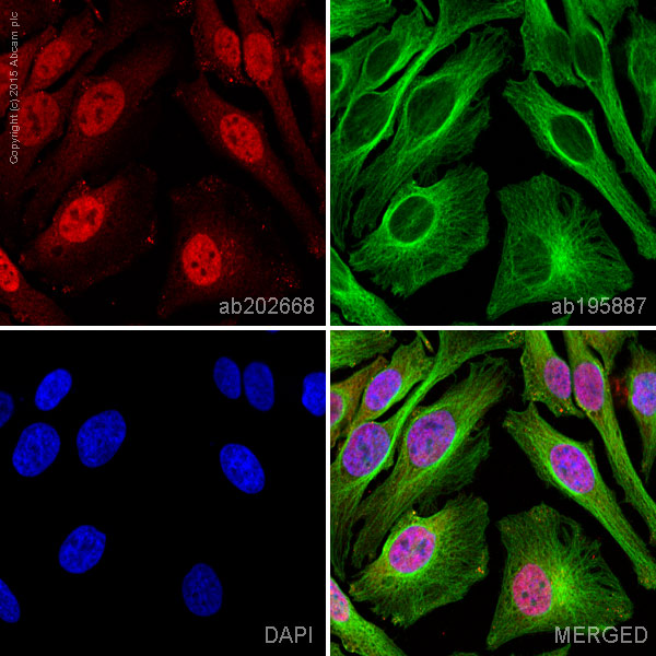 Immunocytochemistry/ Immunofluorescence - Alexa Fluor® 647 Anti-PI3 Kinase p110 beta antibody [EPR5515(2)] (AB202668), expandable thumbnail