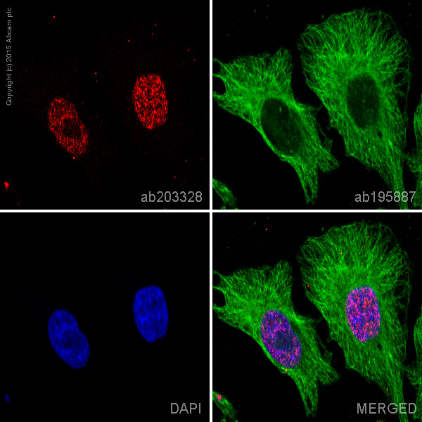 Immunocytochemistry/ Immunofluorescence - Alexa Fluor® 647 Anti-PIAS1 antibody [EPR2580(2)] (AB203328)