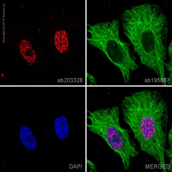 Immunocytochemistry/ Immunofluorescence - Alexa Fluor® 647 Anti-PIAS1 antibody [EPR2580(2)] (AB203328)