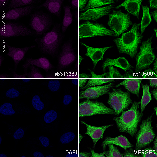 Immunocytochemistry/ Immunofluorescence - Alexa Fluor® 647 Anti-Pin1 antibody [EPR18546-317] (AB316338)