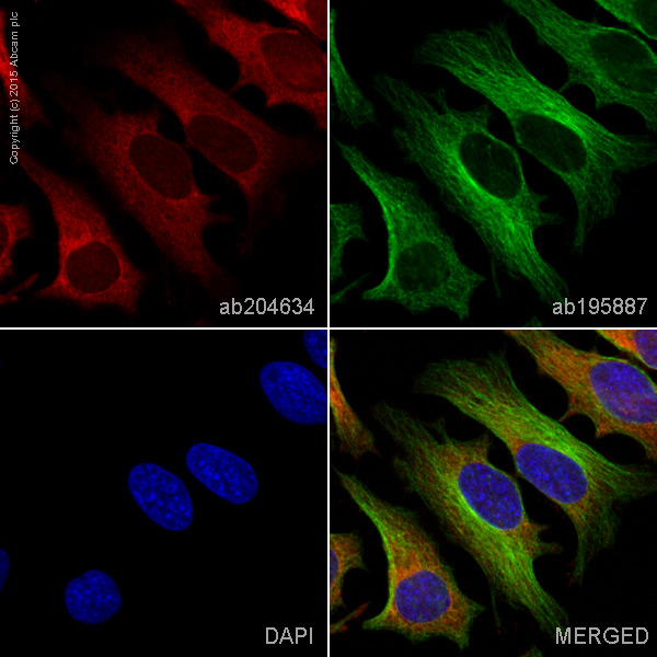 Immunocytochemistry/ Immunofluorescence - Alexa Fluor® 647 Anti-PKC alpha antibody [Y124] (AB204634)