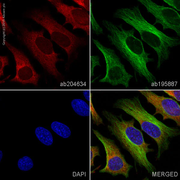 Immunocytochemistry/ Immunofluorescence - Alexa Fluor® 647 Anti-PKC alpha antibody [Y124] (AB204634)