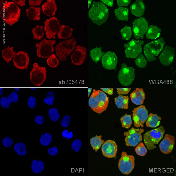 Immunocytochemistry/ Immunofluorescence - Alexa Fluor® 647 Anti-PKC antibody [EPR16898] (AB205478)
