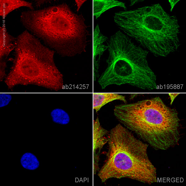 Immunocytochemistry/ Immunofluorescence - Alexa Fluor® 647 Anti-PKM antibody [EPR10138(B)] (AB214257)