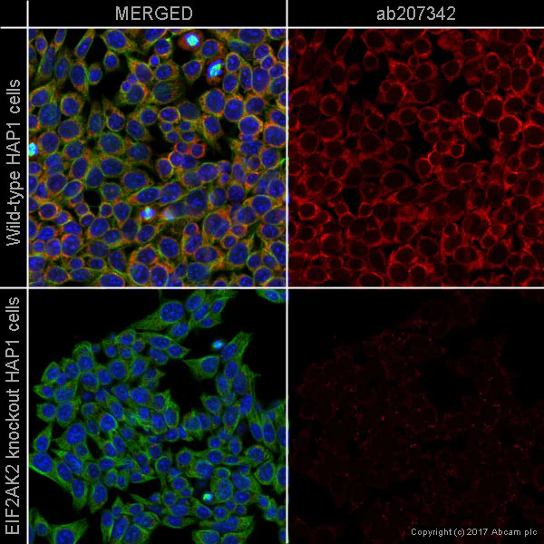 Immunocytochemistry/ Immunofluorescence - Alexa Fluor® 647 Anti-PKR antibody [Y117] (AB207342)