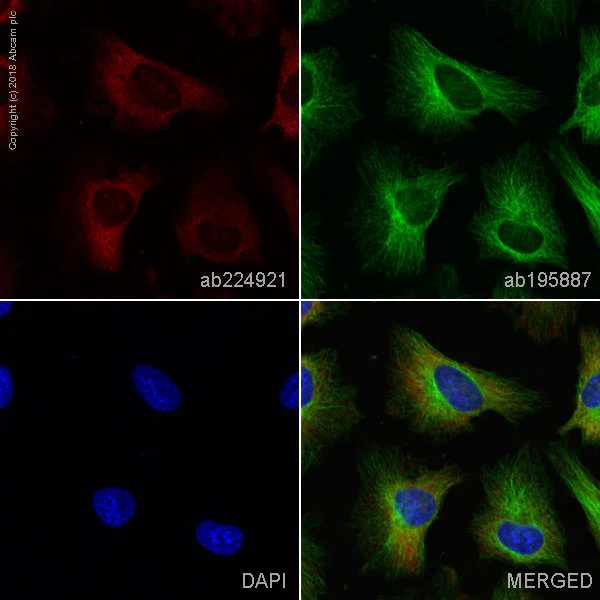 Immunocytochemistry/ Immunofluorescence - Alexa Fluor® 647 Anti-PKR antibody [YE350] (AB224921)