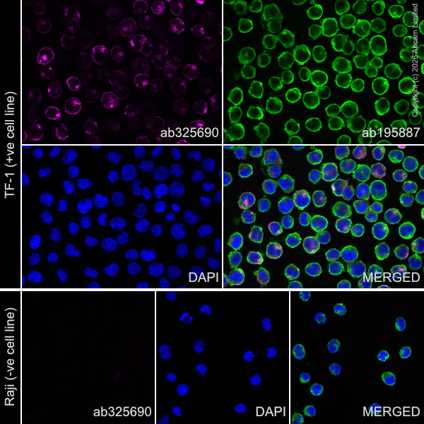 Immunocytochemistry/ Immunofluorescence - Alexa Fluor® 647 Anti-PLVAP/PV-1 antibody [EPR29045-558] (AB325690)
