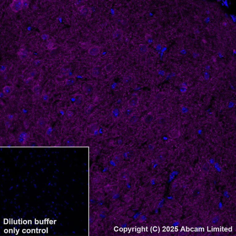 Immunohistochemistry (Formalin/PFA-fixed paraffin-embedded sections) - Alexa Fluor® 647 Anti-PMCA2 antibody [EPR28923-56] (AB325114)
