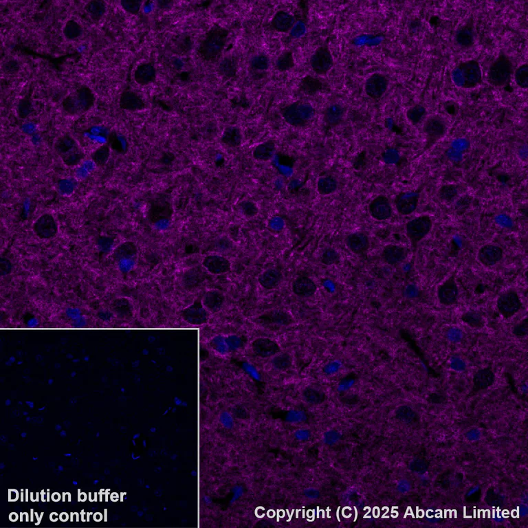 Immunohistochemistry (Formalin/PFA-fixed paraffin-embedded sections) - Alexa Fluor® 647 Anti-PMCA2 antibody [EPR28923-56] (AB325114)