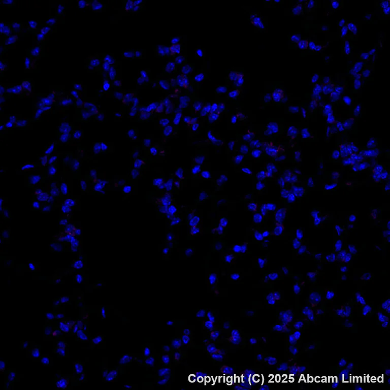 Immunohistochemistry (Formalin/PFA-fixed paraffin-embedded sections) - Alexa Fluor® 647 Anti-PMCA2 antibody [EPR28923-56] (AB325114)