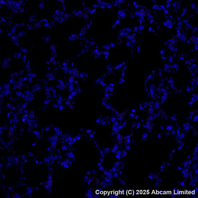 Immunohistochemistry (Formalin/PFA-fixed paraffin-embedded sections) - Alexa Fluor® 647 Anti-PMCA2 antibody [EPR28923-56] (AB325114)