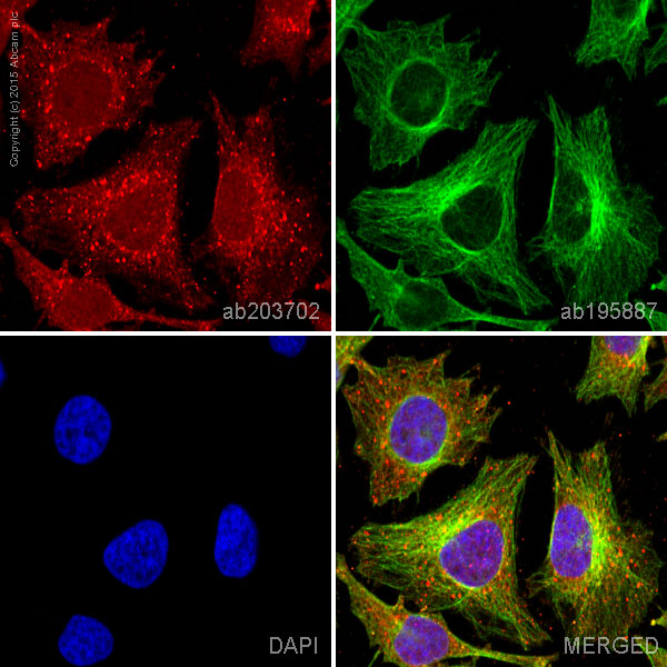 Immunocytochemistry/ Immunofluorescence - Alexa Fluor® 647 Anti-PP2A alpha + beta antibody [Y119] (AB203702)