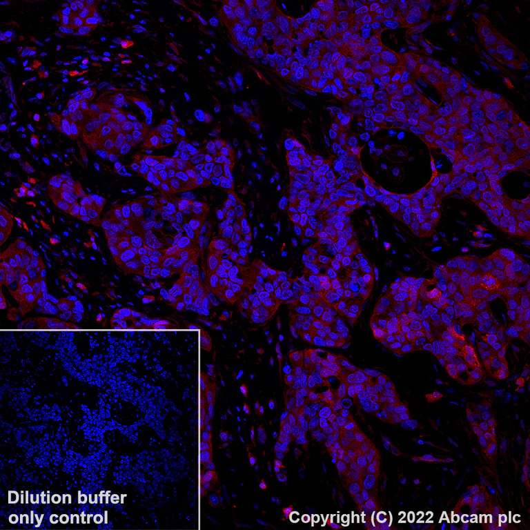 Immunohistochemistry (Formalin/PFA-fixed paraffin-embedded sections) - Alexa Fluor® 647 Anti-pro Caspase-3 antibody [E61] (AB303716)