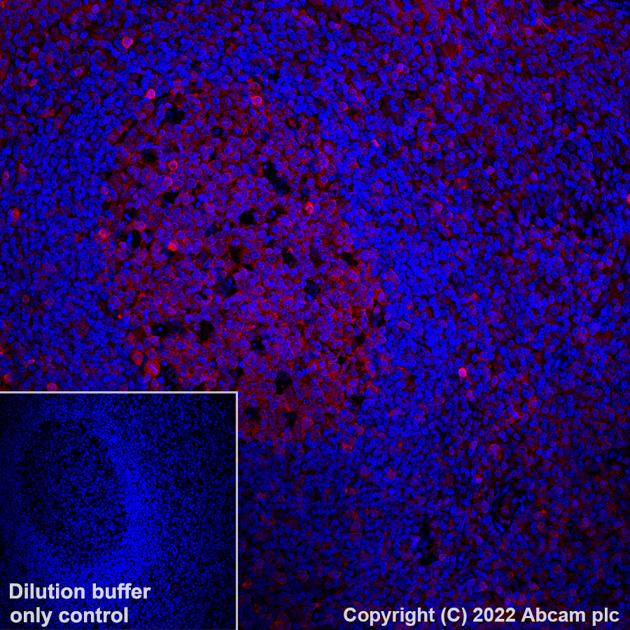 Immunohistochemistry (Formalin/PFA-fixed paraffin-embedded sections) - Alexa Fluor® 647 Anti-pro Caspase-3 antibody [E61] (AB303716), expandable thumbnail