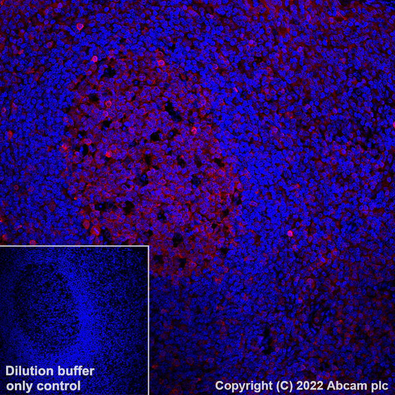 Immunohistochemistry (Formalin/PFA-fixed paraffin-embedded sections) - Alexa Fluor® 647 Anti-pro Caspase-3 antibody [E61] (AB303716)