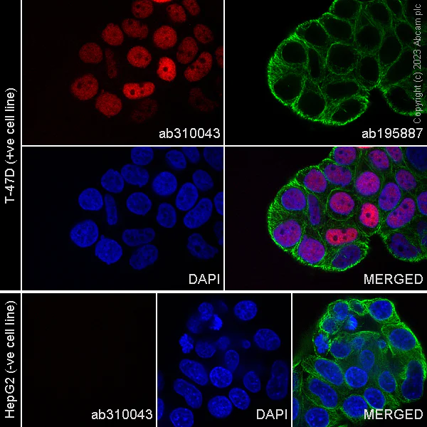 Immunocytochemistry/ Immunofluorescence - Alexa Fluor® 647 Anti-Progesterone Receptor antibody [YR85] (AB310043)