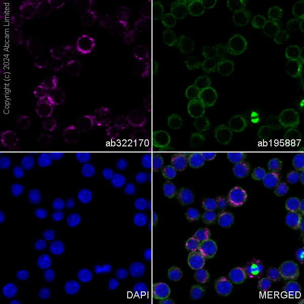 Immunocytochemistry/ Immunofluorescence - Alexa Fluor® 647 Anti-Progranulin antibody [EPR18539-59] (AB322170)