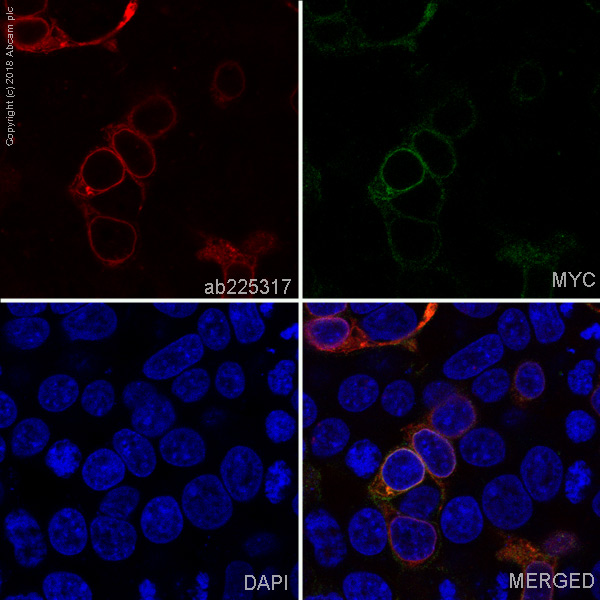 Immunocytochemistry/ Immunofluorescence - Alexa Fluor® 647 Anti-Prolactin/PRL antibody [EPR19386] (AB225317), expandable thumbnail