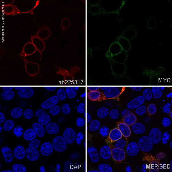 Immunocytochemistry/ Immunofluorescence - Alexa Fluor® 647 Anti-Prolactin/PRL antibody [EPR19386] (AB225317)