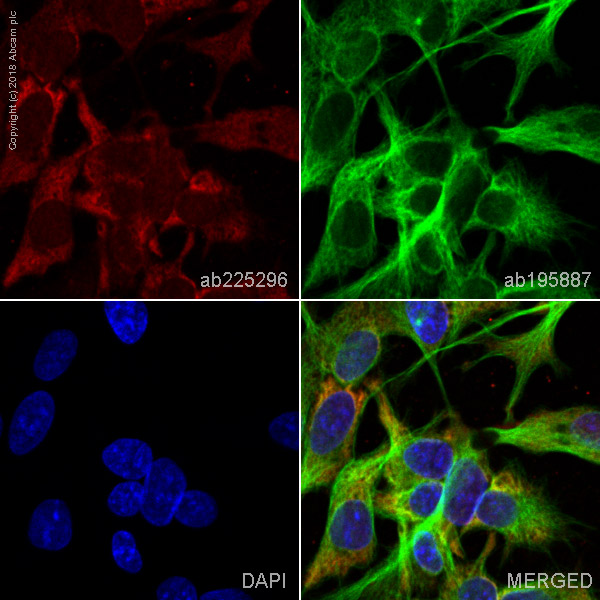 Immunocytochemistry/ Immunofluorescence - Alexa Fluor® 647 Anti-Prostaglandin D Synthase (Lipocalin)/PDS antibody [EP12357] (AB225296)