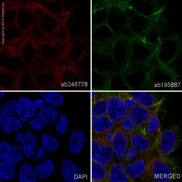 Immunocytochemistry/ Immunofluorescence - Alexa Fluor® 647 Anti-Prostaglandin E Receptor EP2/PTGER2 antibody [EPR8030(B)] (AB246778)