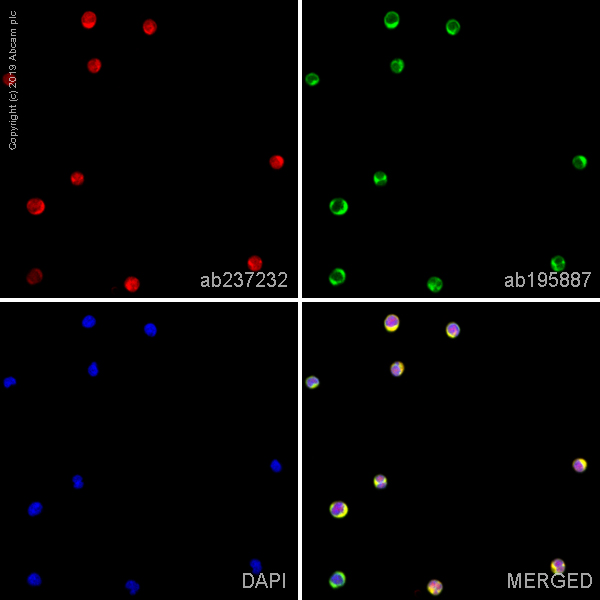 Immunocytochemistry/ Immunofluorescence - Alexa Fluor® 647 Anti-Proteasome 20S LMP2 antibody [EPR13785] (AB237232), expandable thumbnail