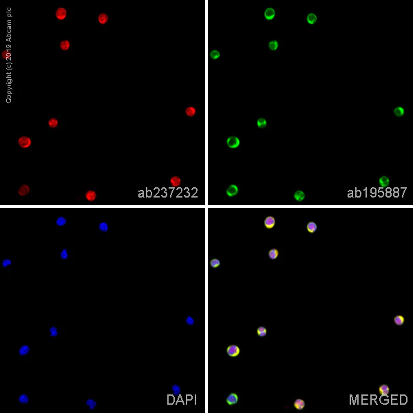 Immunocytochemistry/ Immunofluorescence - Alexa Fluor® 647 Anti-Proteasome 20S LMP2 antibody [EPR13785] (AB237232)