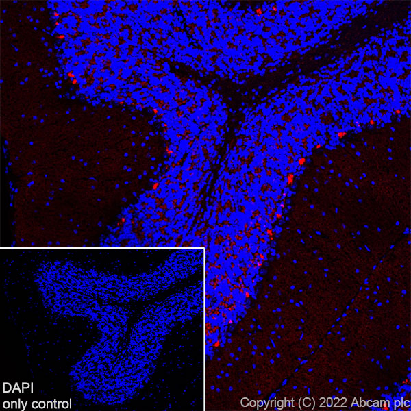 Immunohistochemistry (Frozen sections) - Alexa Fluor® 647 Anti-PSD95 antibody [EPR23124-118] - Synaptic Marker (AB302566)