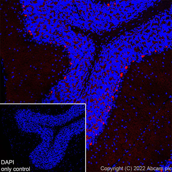 Immunohistochemistry (Frozen sections) - Alexa Fluor® 647 Anti-PSD95 antibody [EPR23124-118] - Synaptic Marker (AB302566)