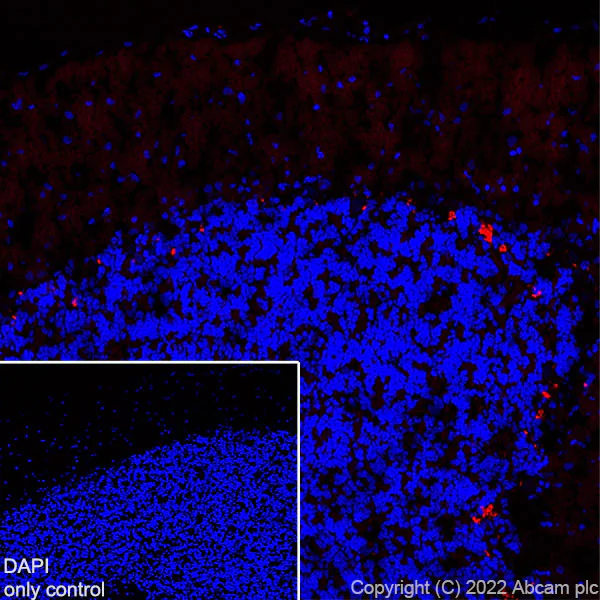 Immunohistochemistry (Frozen sections) - Alexa Fluor® 647 Anti-PSD95 antibody [EPR23124-118] - Synaptic Marker (AB302566)