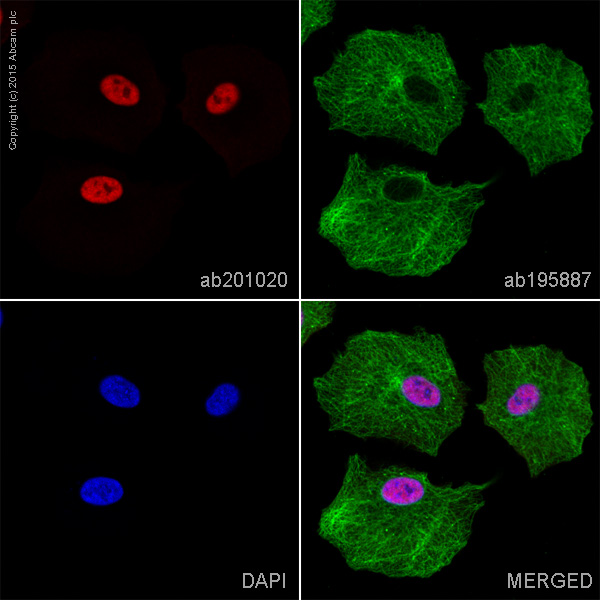 Immunocytochemistry/ Immunofluorescence - Alexa Fluor® 647 Anti-PTBP1 antibody [EPR9048(B)] (AB201020), expandable thumbnail