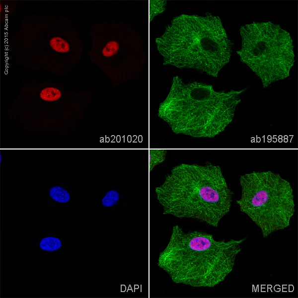 Immunocytochemistry/ Immunofluorescence - Alexa Fluor® 647 Anti-PTBP1 antibody [EPR9048(B)] (AB201020)