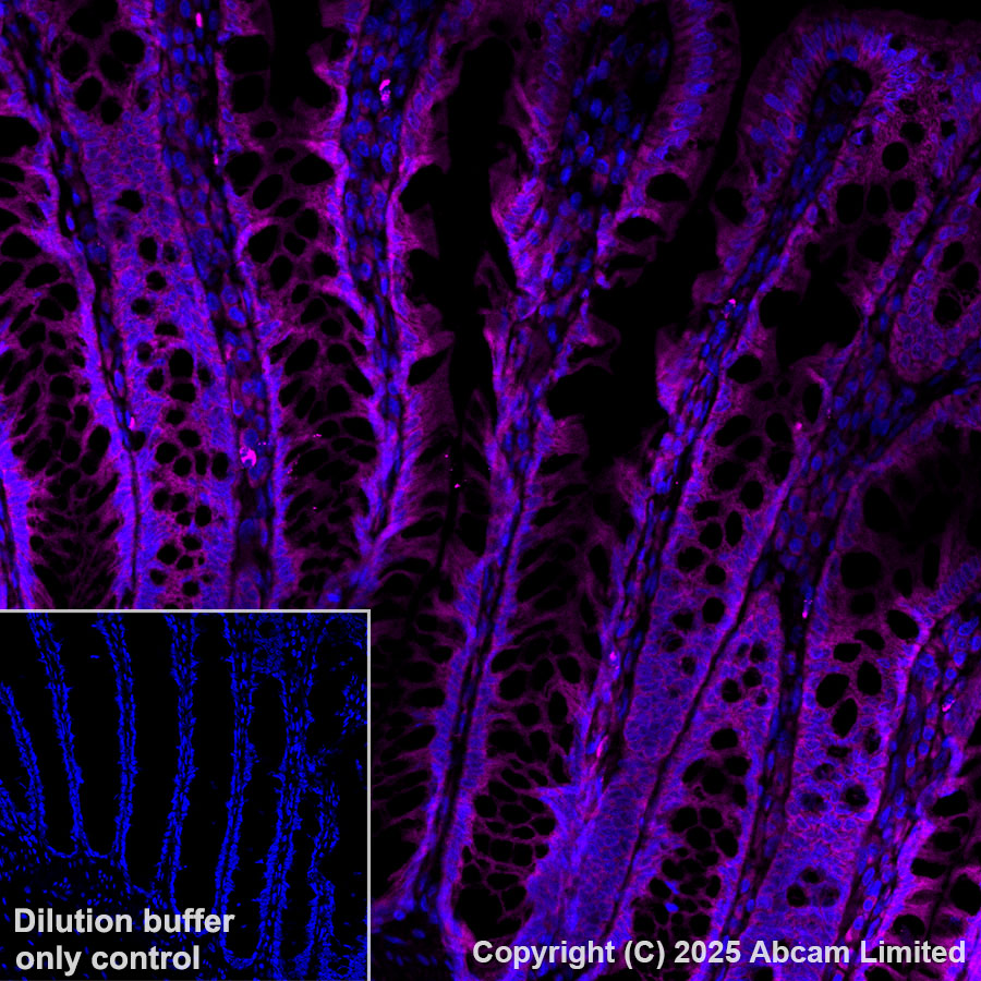Immunohistochemistry (Formalin/PFA-fixed paraffin-embedded sections) - Alexa Fluor® 647 Anti-PTPN12 antibody [EPR28198-148] (AB323839), expandable thumbnail