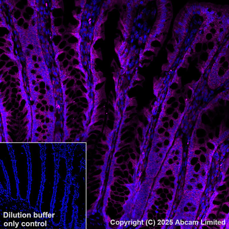 Immunohistochemistry (Formalin/PFA-fixed paraffin-embedded sections) - Alexa Fluor® 647 Anti-PTPN12 antibody [EPR28198-148] (AB323839)
