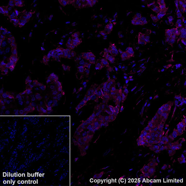 Immunohistochemistry (Formalin/PFA-fixed paraffin-embedded sections) - Alexa Fluor® 647 Anti-PTPN12 antibody [EPR28198-148] (AB323839)