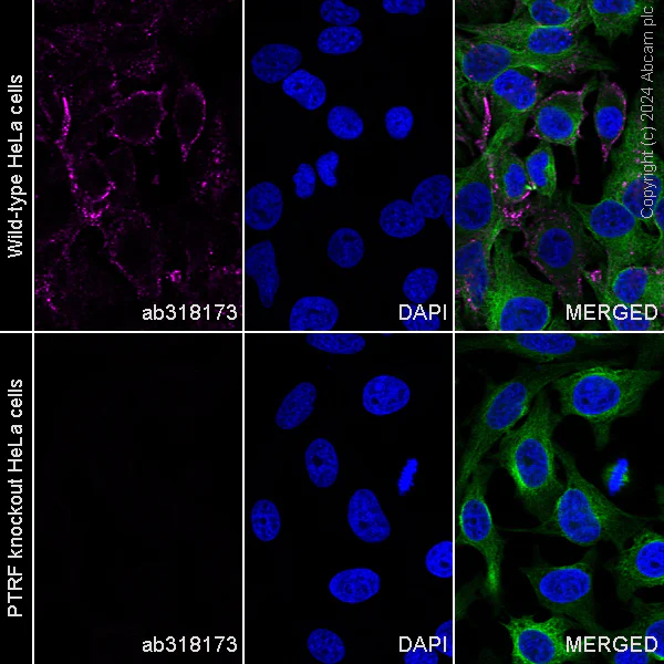 Immunocytochemistry/ Immunofluorescence - Alexa Fluor® 647 Anti-PTRF antibody [EPR27006-67] (AB318173)