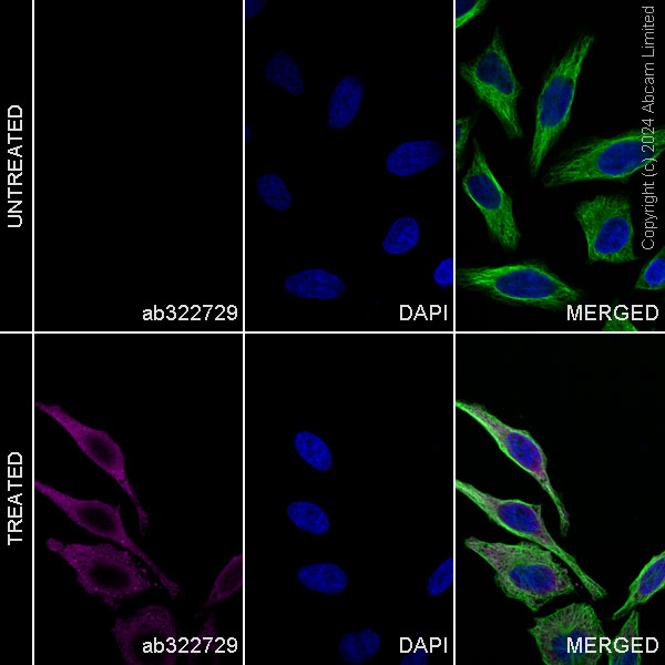 Immunocytochemistry/ Immunofluorescence - Alexa Fluor® 647 Anti-Puromycin antibody [EPR27218-173] (AB322729), expandable thumbnail