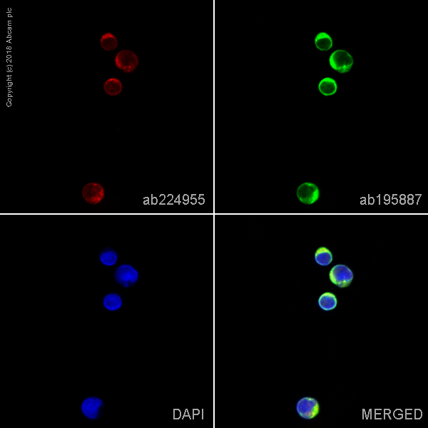Immunocytochemistry/ Immunofluorescence - Alexa Fluor® 647 Anti-PYK2 antibody [YE353] (AB224955)
