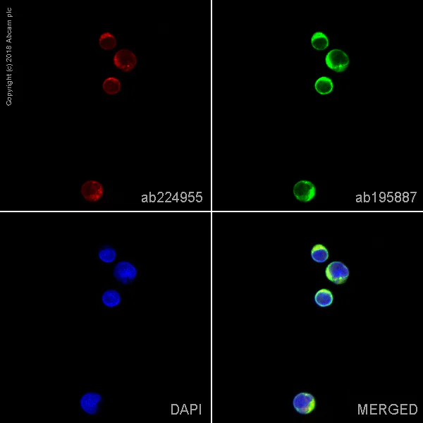 Immunocytochemistry/ Immunofluorescence - Alexa Fluor® 647 Anti-PYK2 antibody [YE353] (AB224955)