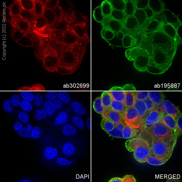 Immunocytochemistry/ Immunofluorescence - Alexa Fluor® 647 Anti-RAB10 antibody [MJF-R23] (AB302699)