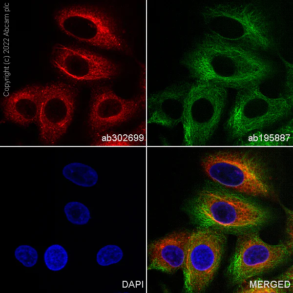 Immunocytochemistry/ Immunofluorescence - Alexa Fluor® 647 Anti-RAB10 antibody [MJF-R23] (AB302699)