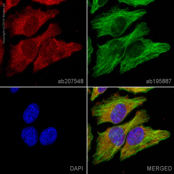 Immunocytochemistry/ Immunofluorescence - Alexa Fluor® 647 Anti-RAB8A antibody [EPR14873] - C-terminal (AB207548)