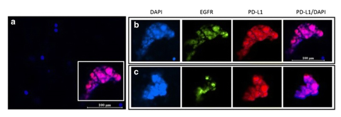 Goat Anti Rabbit (IgG) secondary antibody Alexa Fluor® 568