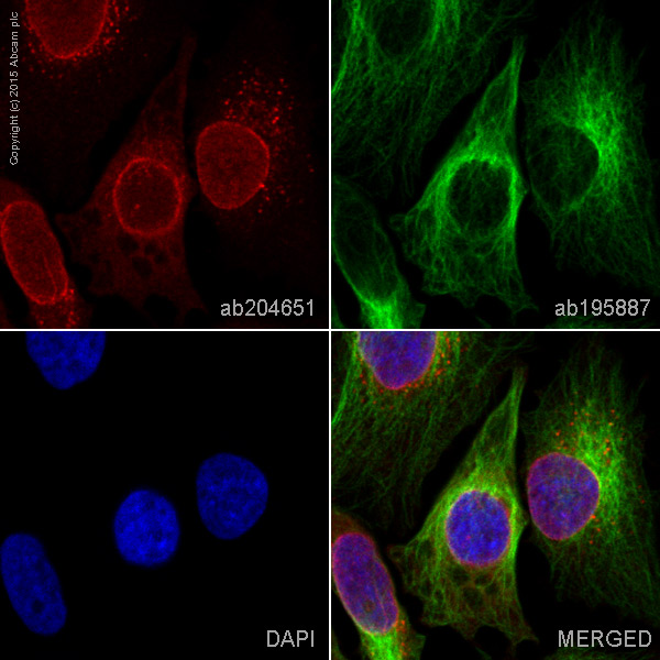 Immunocytochemistry/ Immunofluorescence - Alexa Fluor® 647 Anti-RanGAP1 antibody [EPR3295] (AB204651), expandable thumbnail